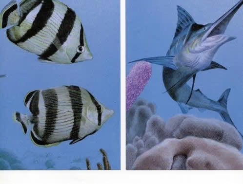 3 ansichtkaarten ‘Beleef de natuur Onderwaterleven’, Verzamelen, Ansichtkaarten | Dieren, Verzenden, 1960 tot 1980, Ongelopen