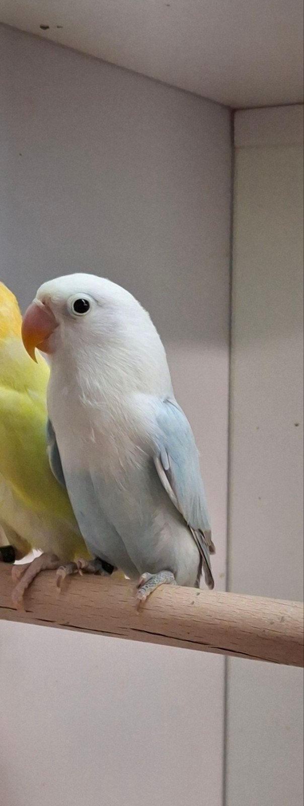 te koop  3 agapornis fischeri Dilute opaline blauw