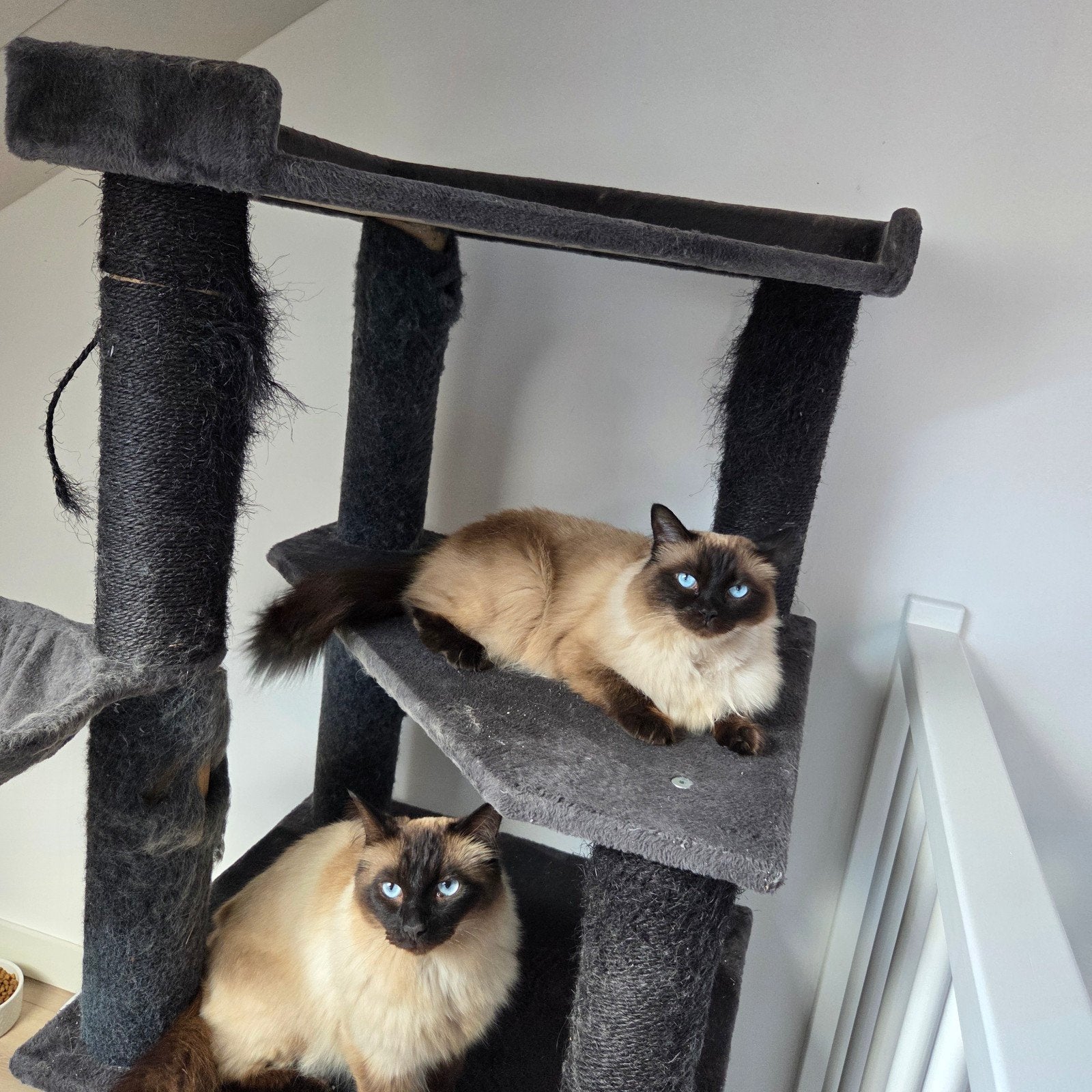 2 lieve ragdoll  sealpoint, Poes