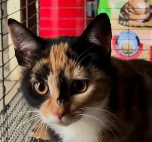 Prachtig lapjeskatje (poes) zoeken liefdevol thuis, Dieren en Toebehoren, Poes, Kortharig, 0 tot 2 jaar