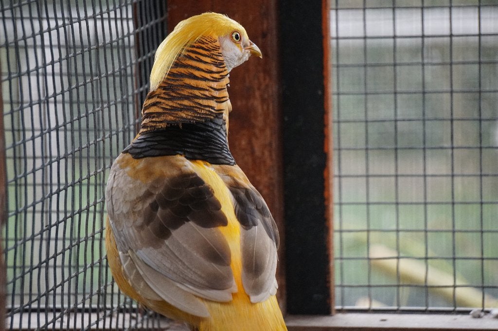 Gele goudfazant | Deskundig advies | Prachtige dieren, Meerdere dieren, Overige soorten