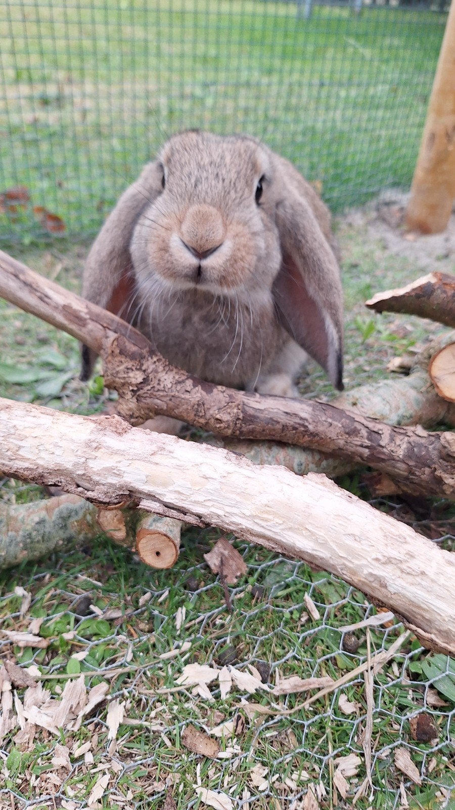 Franse hangoor ram 11 weken, Dieren en Toebehoren, Mannelijk, Groot, Hangoor, 0 tot 2 jaar