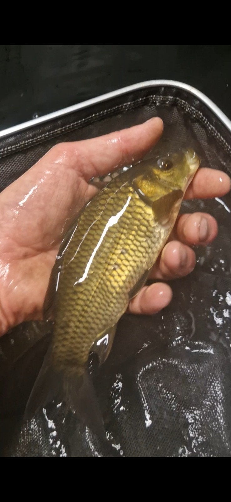 schubkarpers schub karper 10/ 30cm, Karper of Koi