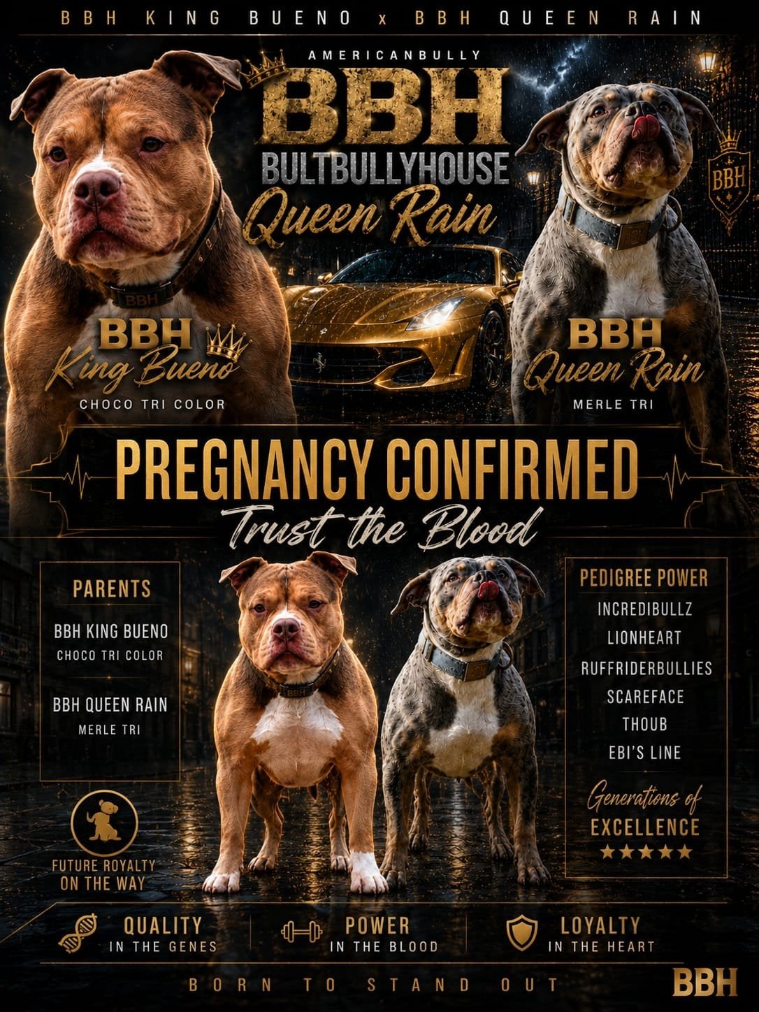 American Bully Pups DBKC, Dieren en Toebehoren, Parvo, 8 tot 15 weken, Bulldog, Meerdere