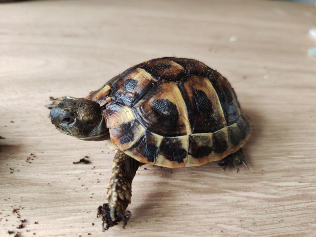 Griekse landschildpad, testudo hermanni boettgeri, Dieren en Toebehoren, Reptielen en Amfibieën, Schildpad, 0 tot 2 jaar