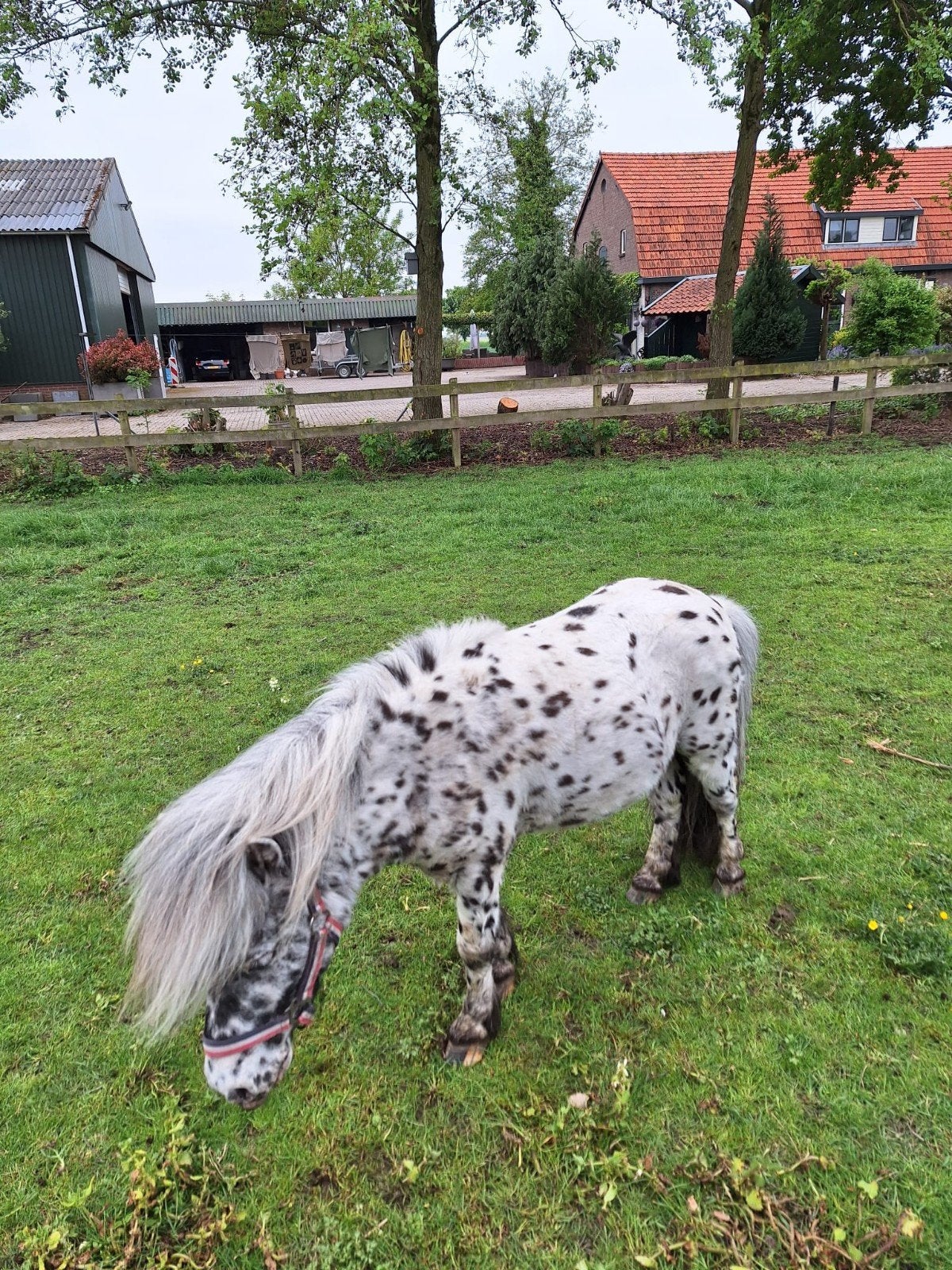 Super mooie appaloosa zwartbonte dekhengst., Dieren en Toebehoren, Paarden en Pony's | Dekhengsten en Fokmerries, Hengst