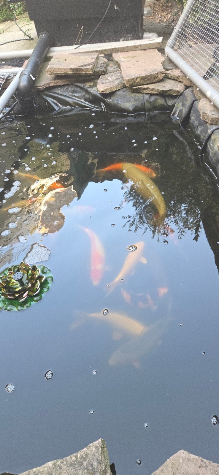 koivijver, Dieren en Toebehoren, Vis, Zoetwatervis, Schoolvis