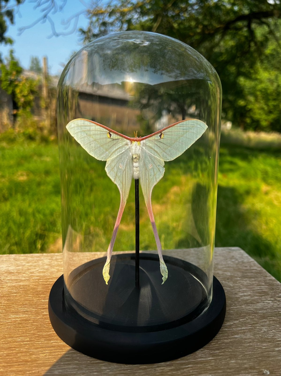 Opgezette nachtvlinder - Actias Dubernardi, Ophalen of Verzenden, Nieuw, Insect, Opgezet dier