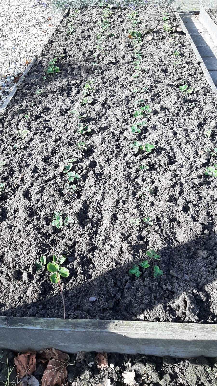 Aardbeien aardbei stekjes goedkoop, Ophalen, Volle zon, Vaste plant, Zomer