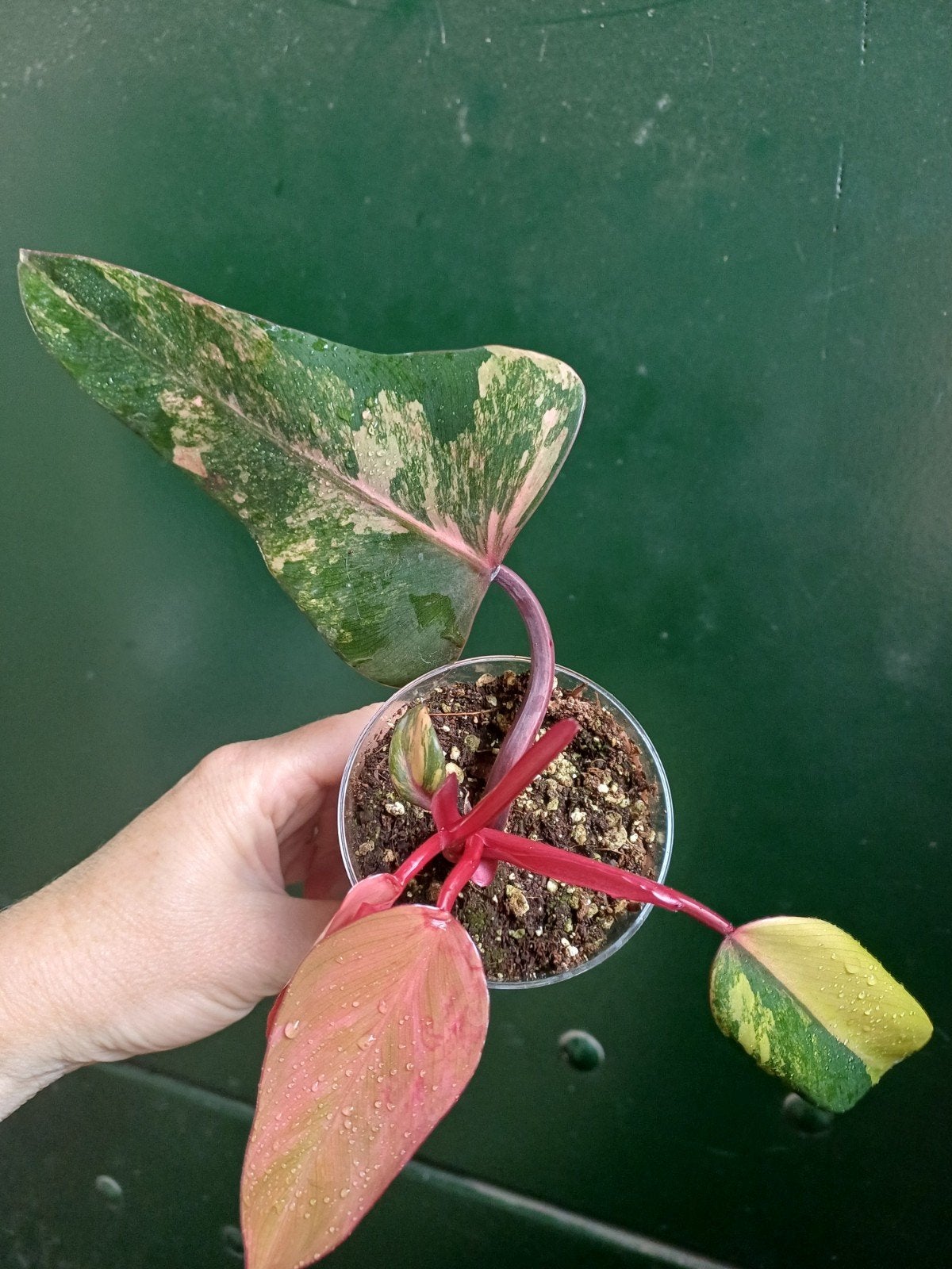 Philodendron Strawberry shake, Huis en Inrichting, Kamerplanten, Ophalen of Verzenden, Halfschaduw, Minder dan 100 cm