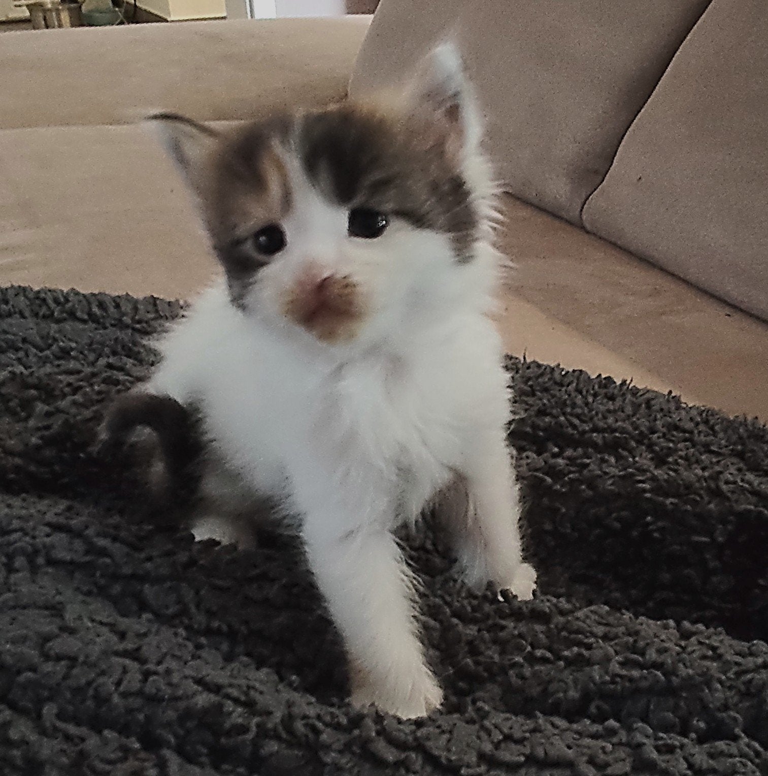 te Koop lieve cremesilber Meisje maincoon, Poes, Langharig, 0 tot 2 jaar