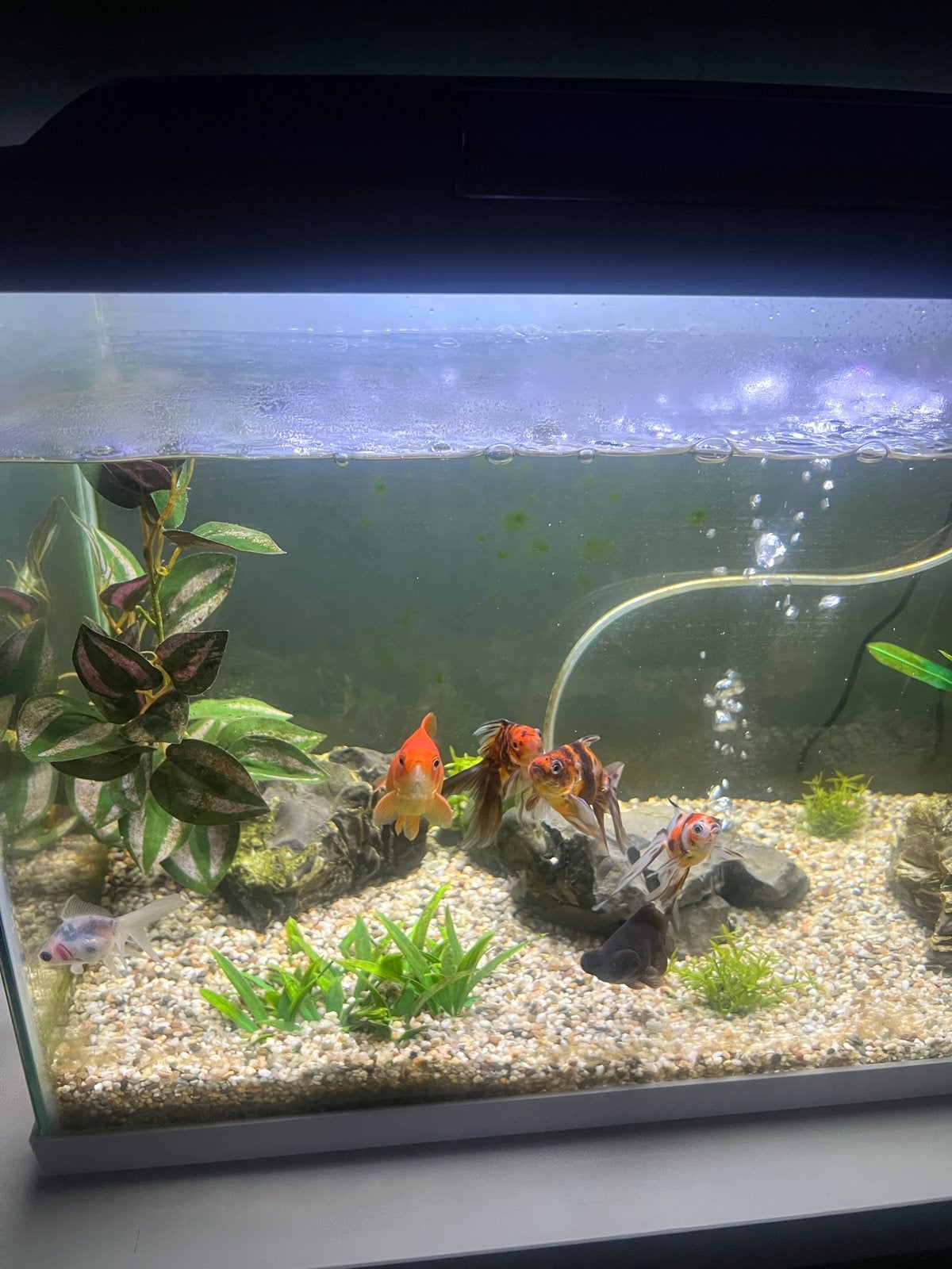 Aquarium met inhoud compleet te koop, Ophalen, Gebruikt, Inclusief toebehoren, Gevuld zoetwateraquarium