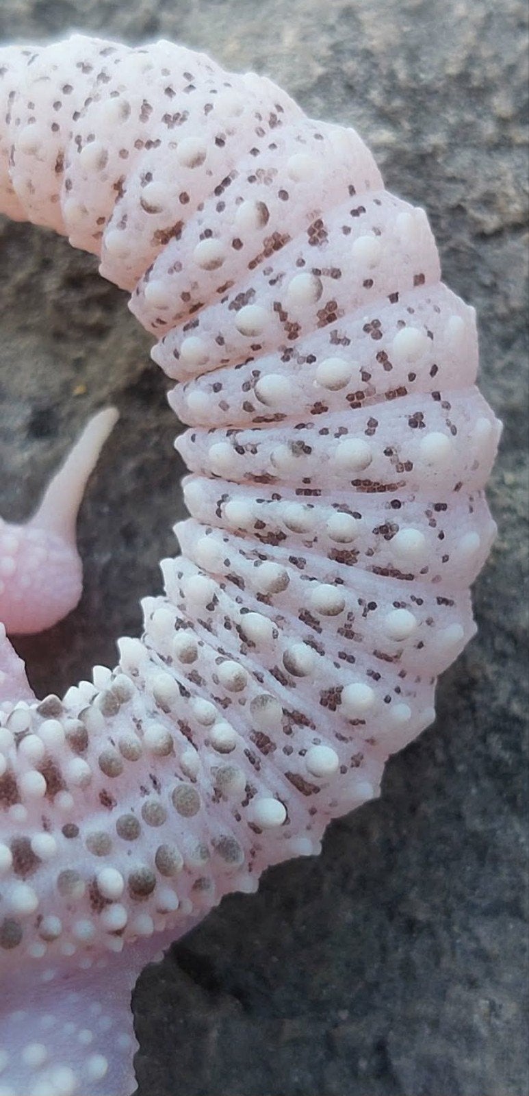 Universe man Eublepharis macularius  luipaardgekko Leopard Gecko photo 3