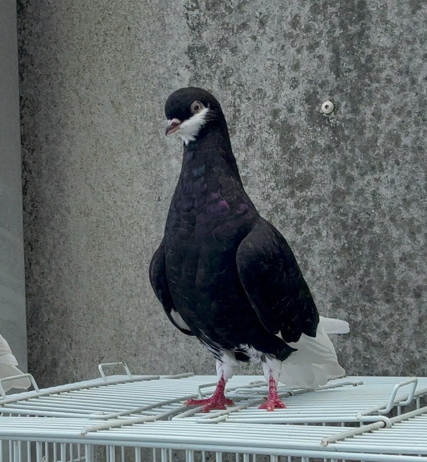 Baardtuimelaar doffer, Dieren en Toebehoren, Vogels | Duiven, Mannelijk, Tuimelaar of Roller