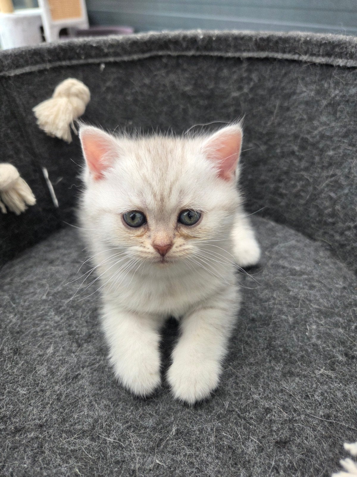 Britse korthaar kittens, Meerdere dieren, 0 tot 2 jaar