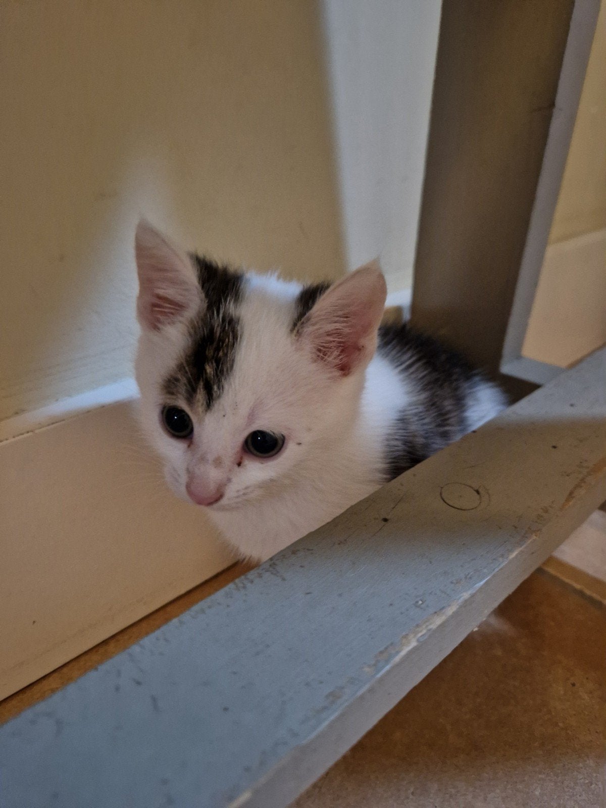 nog 1 lieve kitten zoekt een thuis, Kater