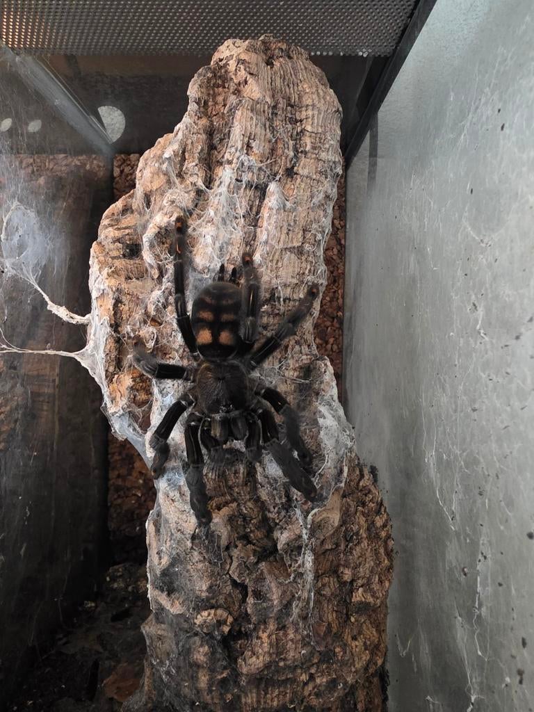 Psalmopoeus irminia female, Overige soorten, Met terrarium, 7 tot 10 jaar