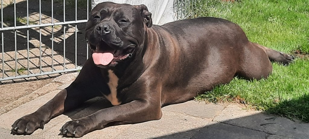 American bully zoekt nieuw huis, Parvo, Overige rassen, Teef, Eén hond