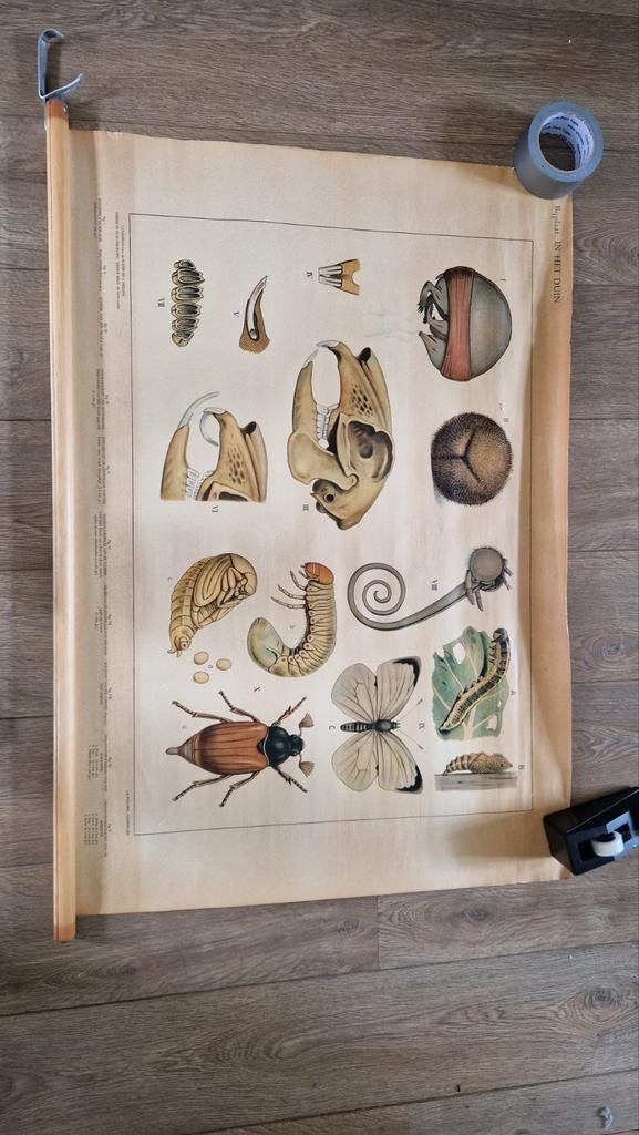 Vintage Biologie Schoolplaat - Insecten in het Duin, Antiek en Kunst, Antiek | Schoolplaten, Ophalen of Verzenden, Natuur en Biologie