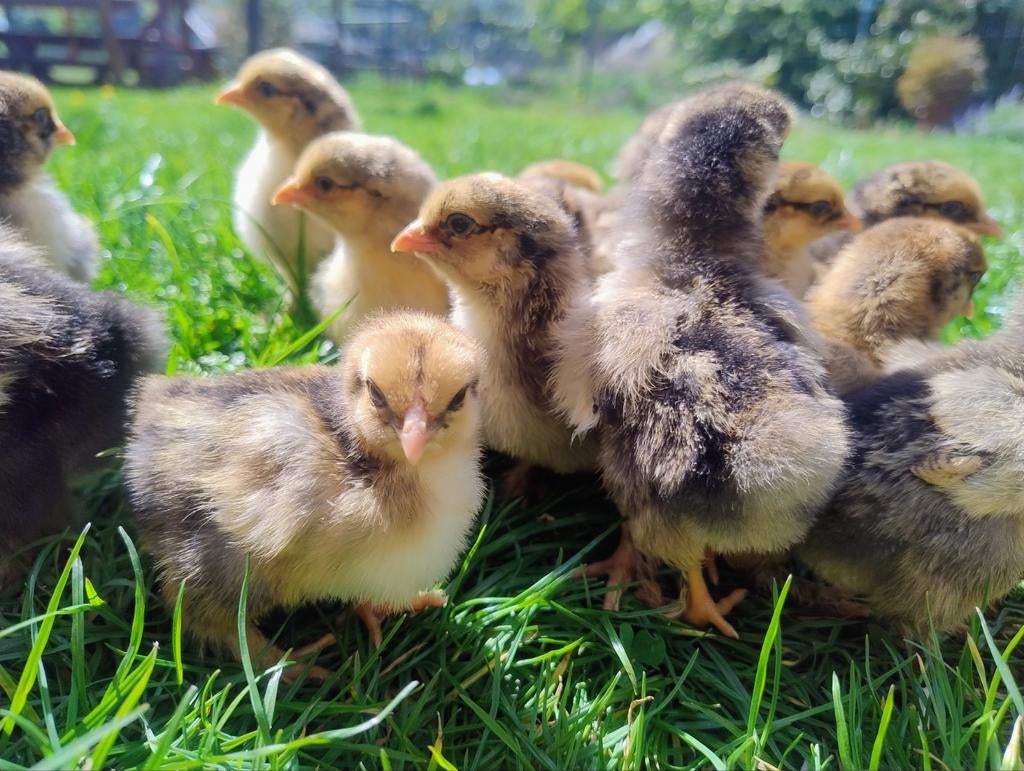 Kuikens Brahma groot Goud Zwart Gezoomd., Geslacht onbekend, Kip