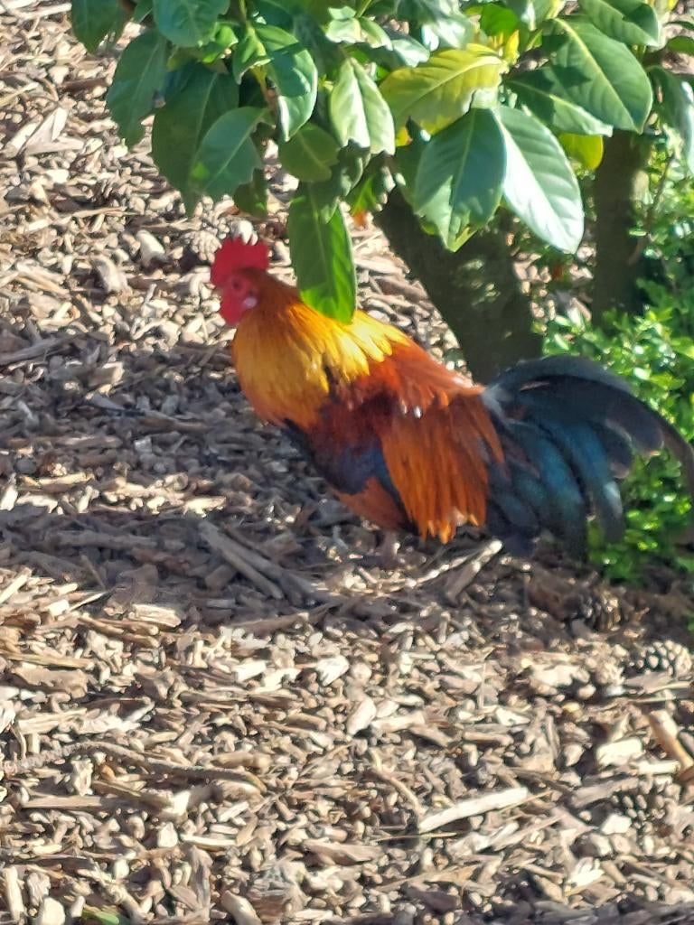 Haantje zoekt baantje, Dieren en Toebehoren, Pluimvee, Mannelijk, Kip