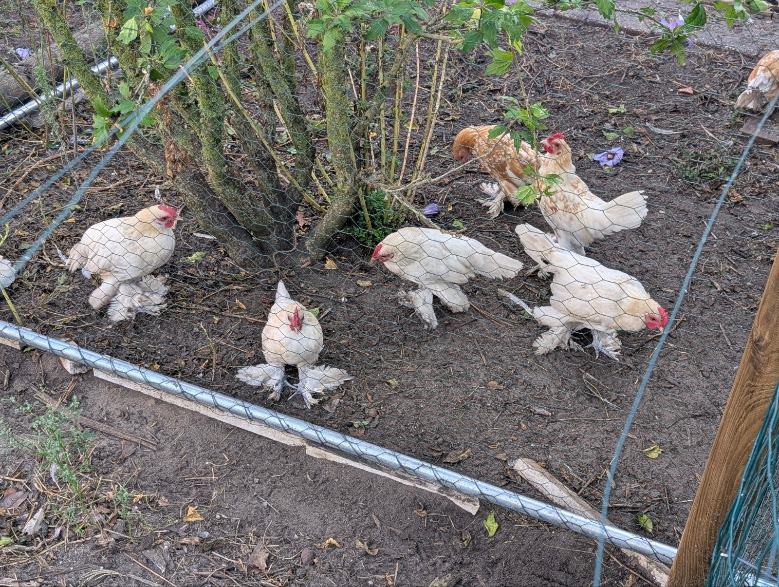Gratis 5 sabelpootkriel haantjes, Dieren en Toebehoren, Pluimvee, Mannelijk, Kip