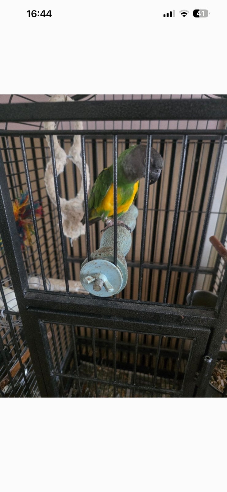 Handtame Bonte boer met toebehoren, Dieren en Toebehoren, Vogels | Parkieten en Papegaaien, Mannelijk, Papegaai