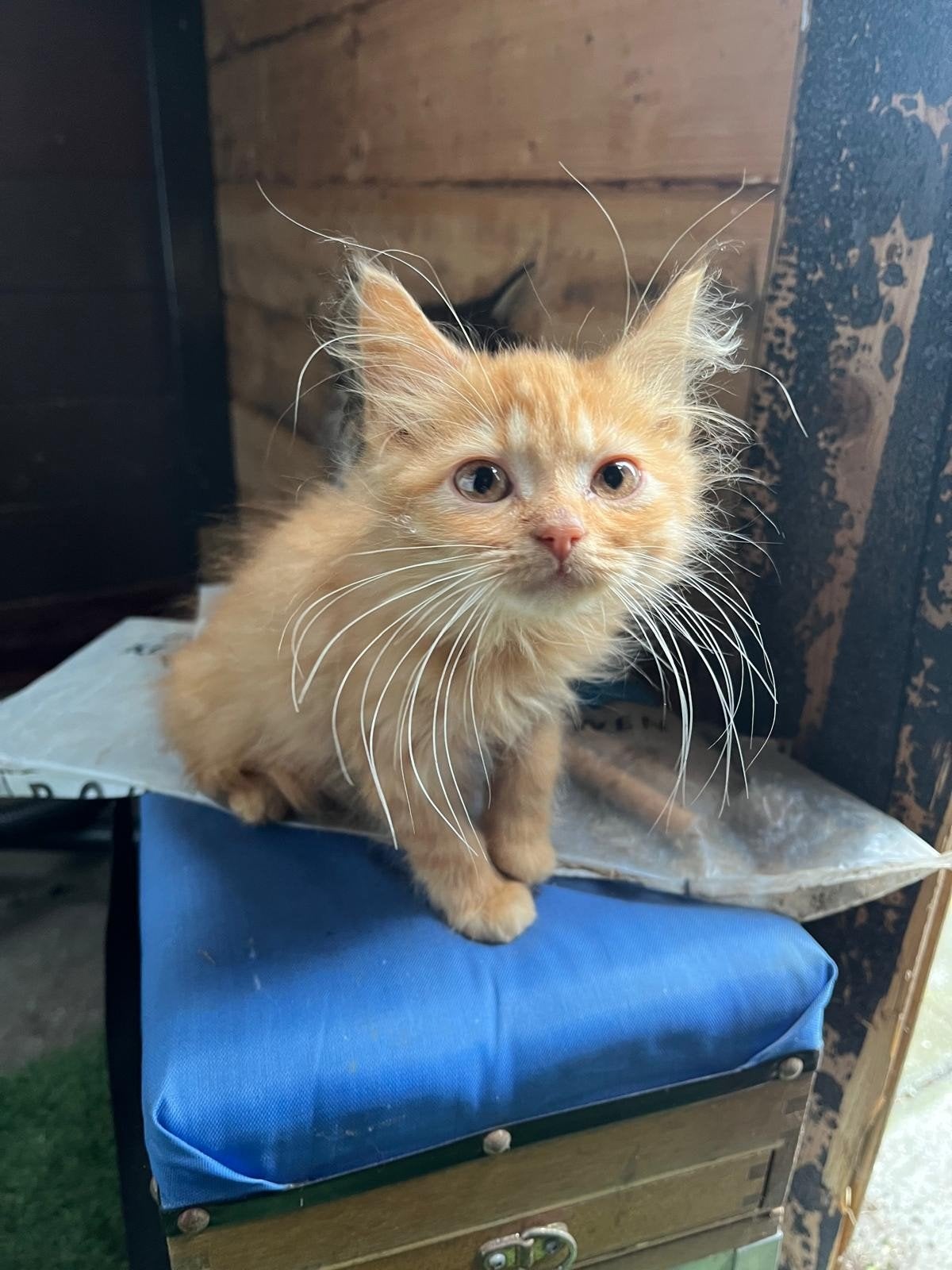 Maine coon kittens