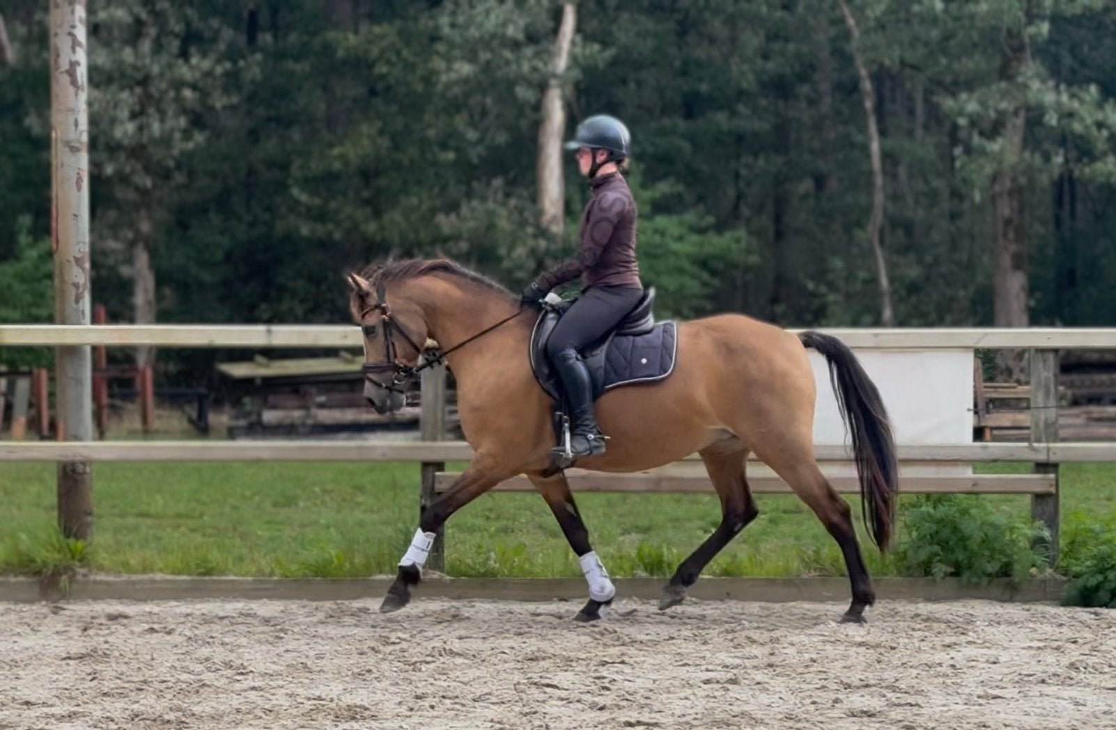 Knappe Valk D pony merrie, Merrie