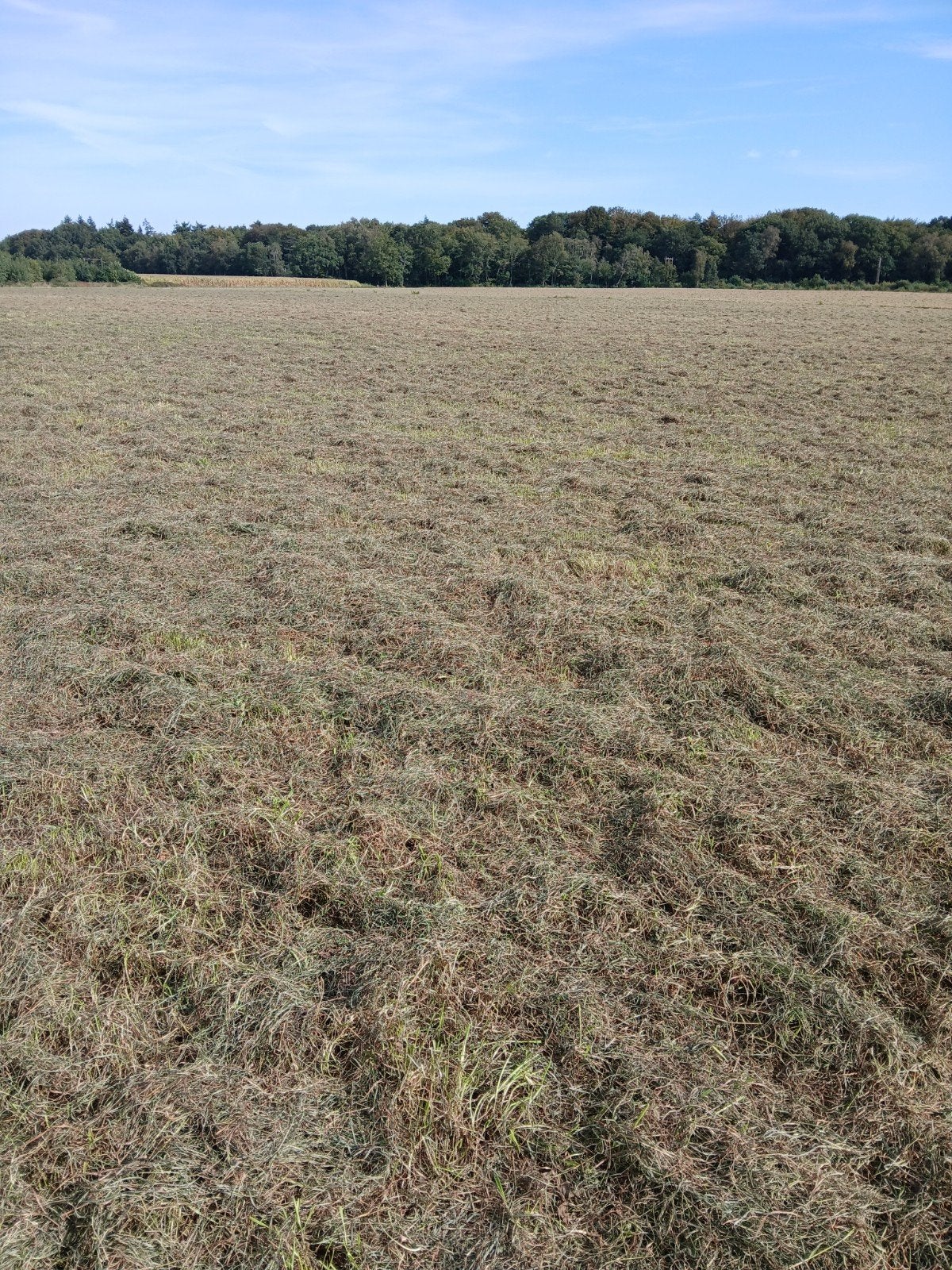 voordroog foliepakken/ hooi pakken, Dieren en Toebehoren