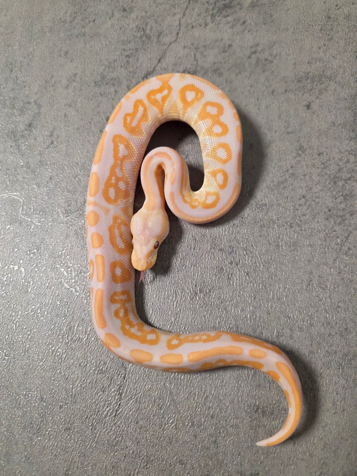 Cinnamon Lavender Albino 66%Clown️♂️, Dieren en Toebehoren, Slang, 0 tot 2 jaar
