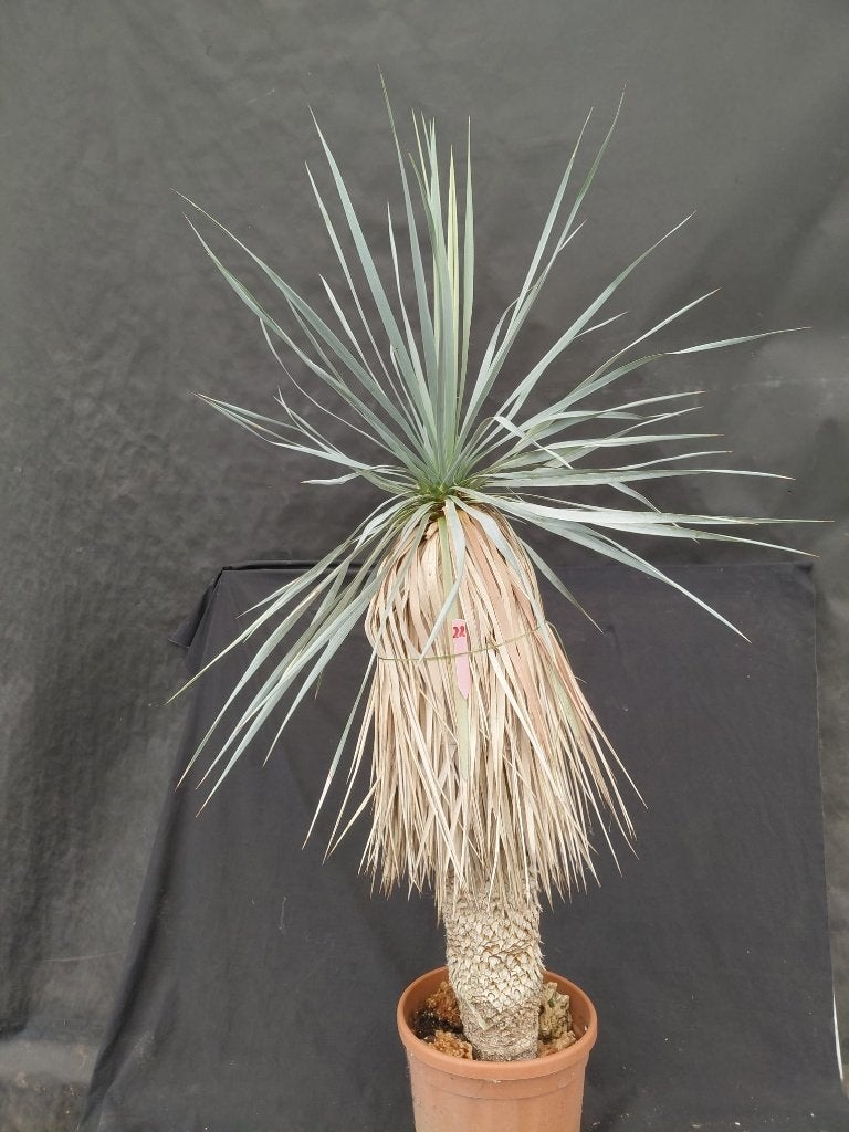 Yucca rostrata x rigida hybride 22, 135 cm, stam 85 cm, Ophalen of Verzenden, Vaste plant, Overige soorten, Volle zon