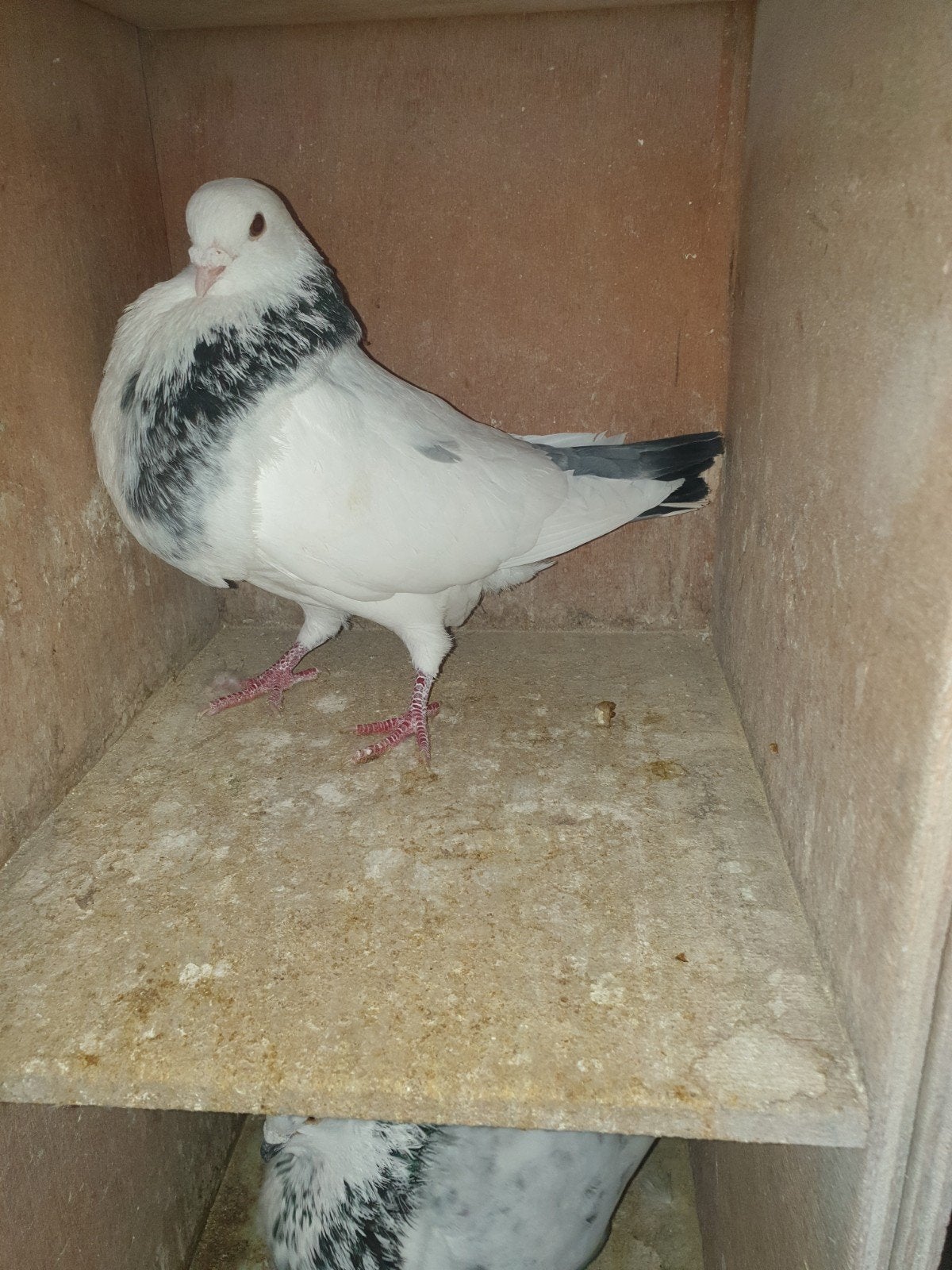 1 HAAGSE tilduif kropper doffer, Mannelijk, Kropper
