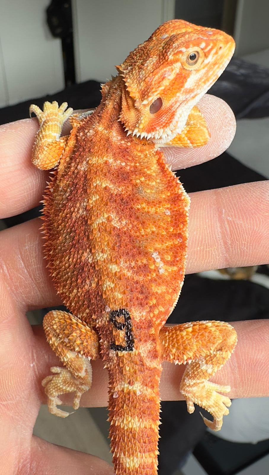 Mooi gekleurde baardagaam vrouw 10 weken(nr 9) Bearded Dragon - female for sale from De Hobbykweker