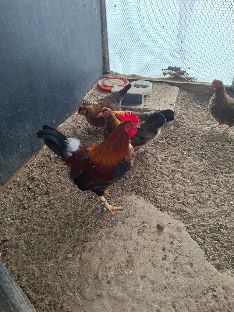 Te koop broedeieren van welsumer kriel 8, Dieren en Toebehoren, Pluimvee, Geslacht onbekend, Kip