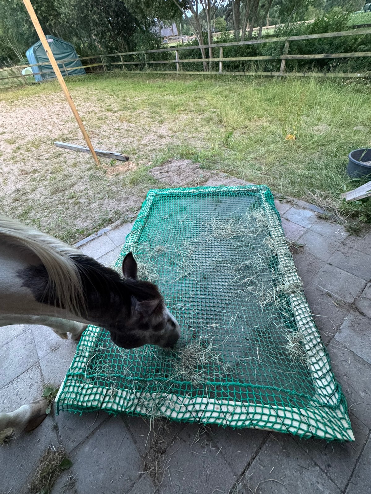 Slowfeeder hooinet/rek/systeem, Mannelijk