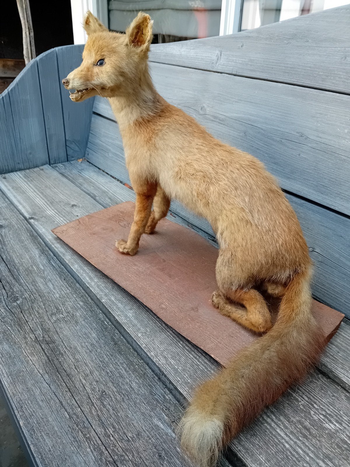 Antieke opgezette vos taxidermie, Ophalen, Gebruikt, Wild dier, Opgezet dier