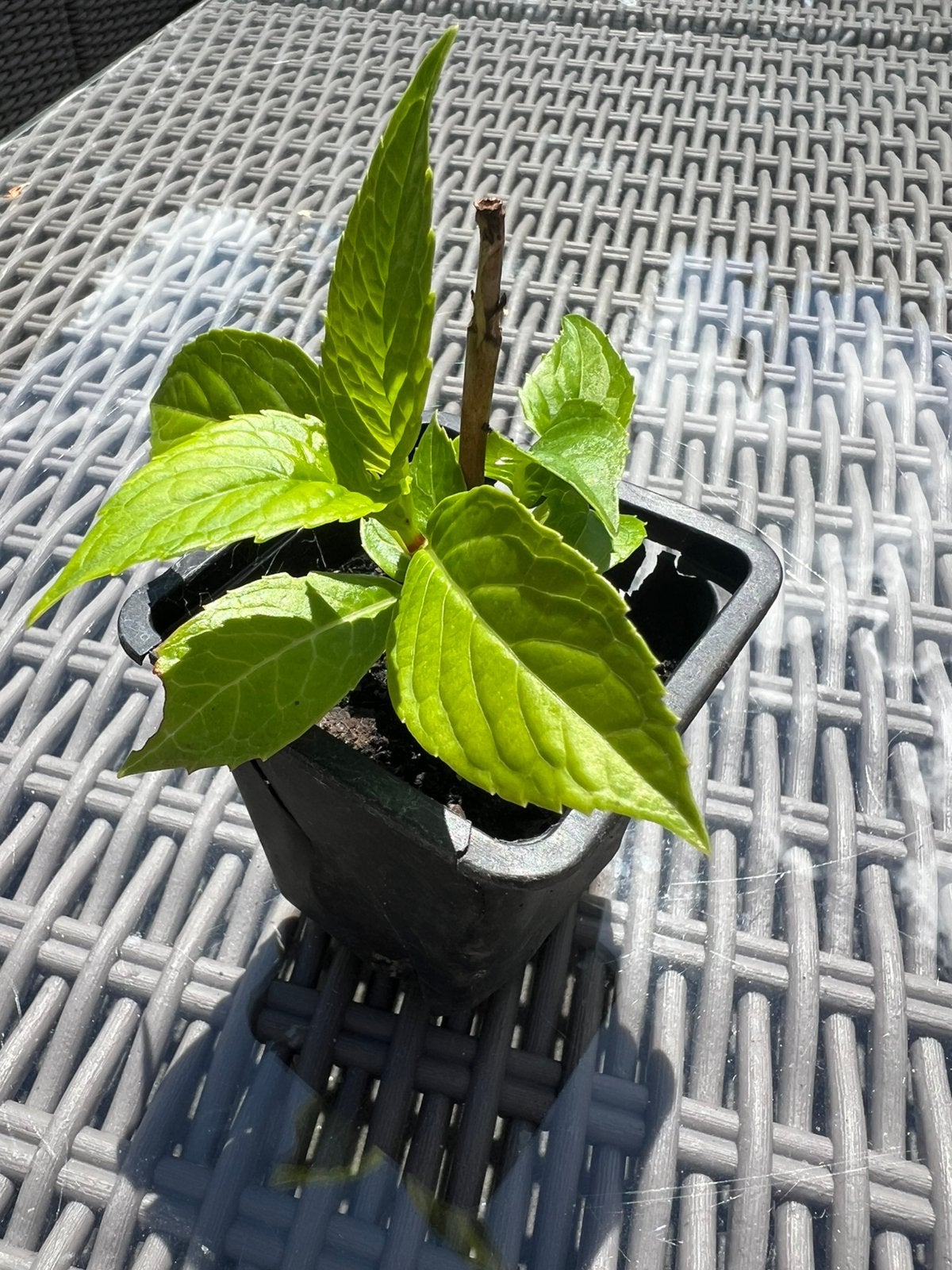 Hortensia plant, Tuin en Terras, Ophalen of Verzenden, Overige soorten, Halfschaduw