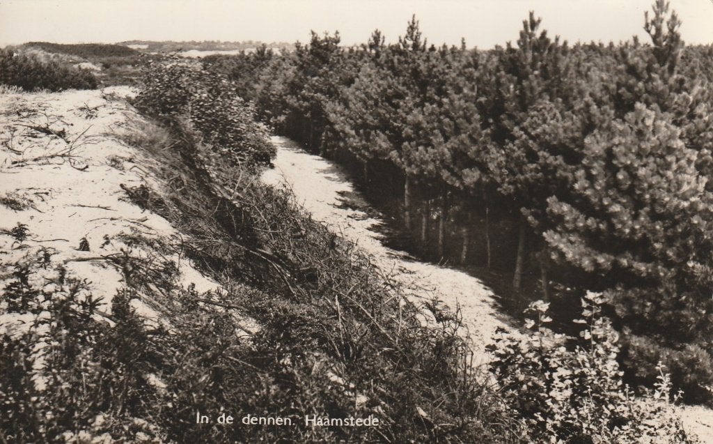 BURGH-HAAMSTEDE In de Dennen, Verzamelen, Verzenden, 1940 tot 1960, Gelopen, Zeeland
