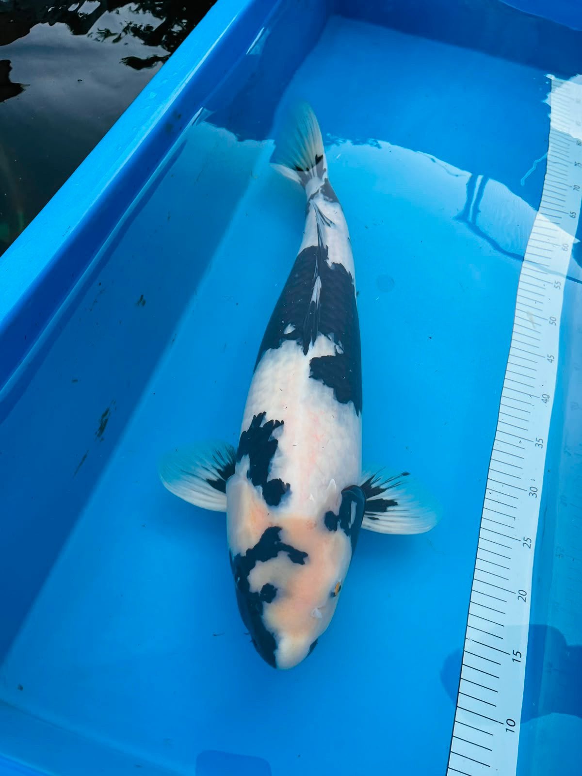 Hoog top kwaliteit koi Shiro Utsuri female 58cm, Karper of Koi