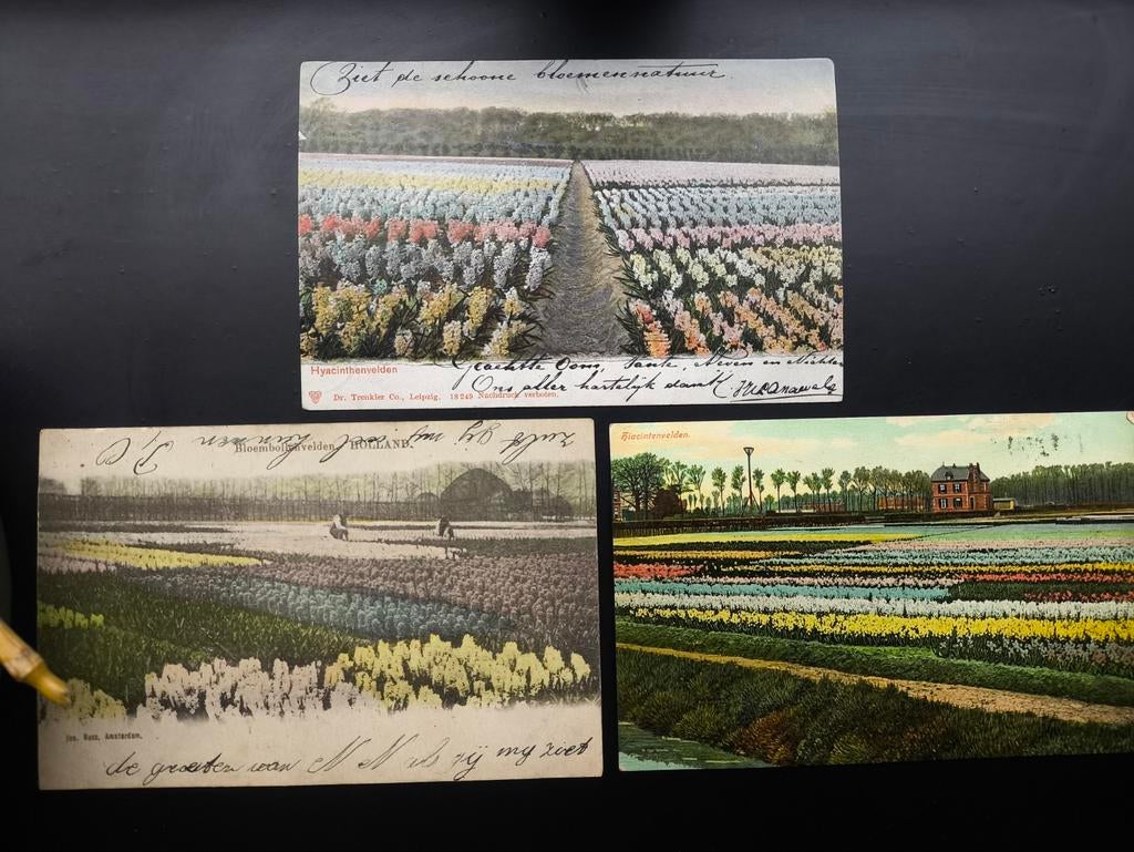 Oude ansichtkaarten bloemenvelden Hillegom 1902, 1903 & 1908, Ophalen of Verzenden, Voor 1920, Gelopen, Zuid-Holland