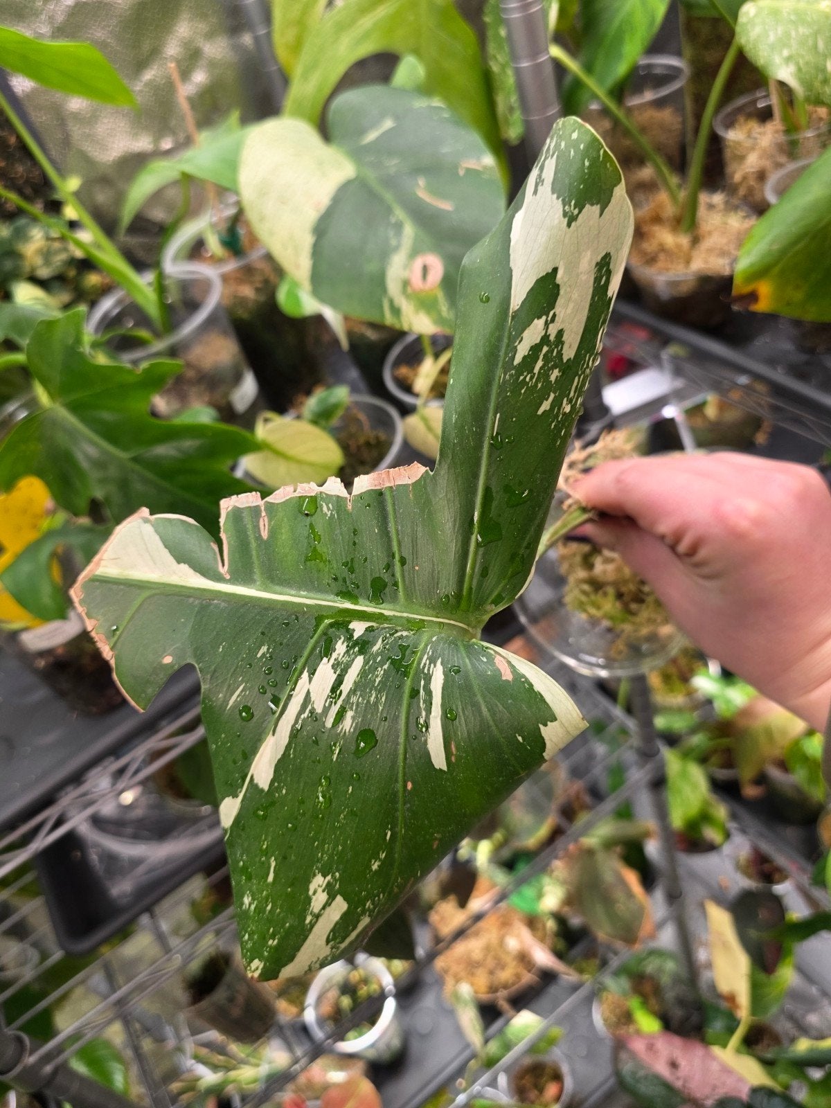 monstera jungle mint stek, Huis en Inrichting, Ophalen of Verzenden, Halfschaduw, Minder dan 100 cm
