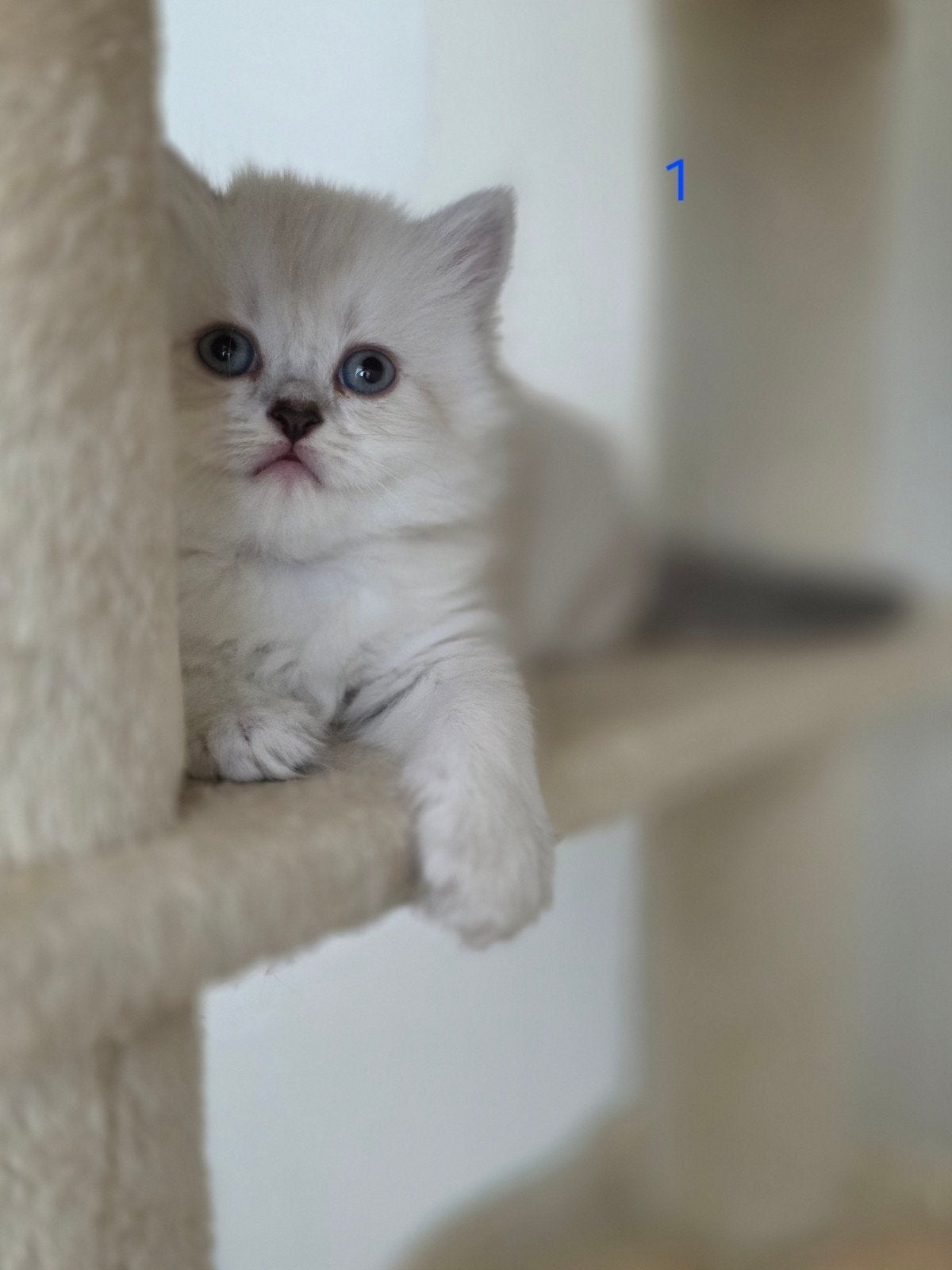 British short-hair kittens, Dieren en Toebehoren