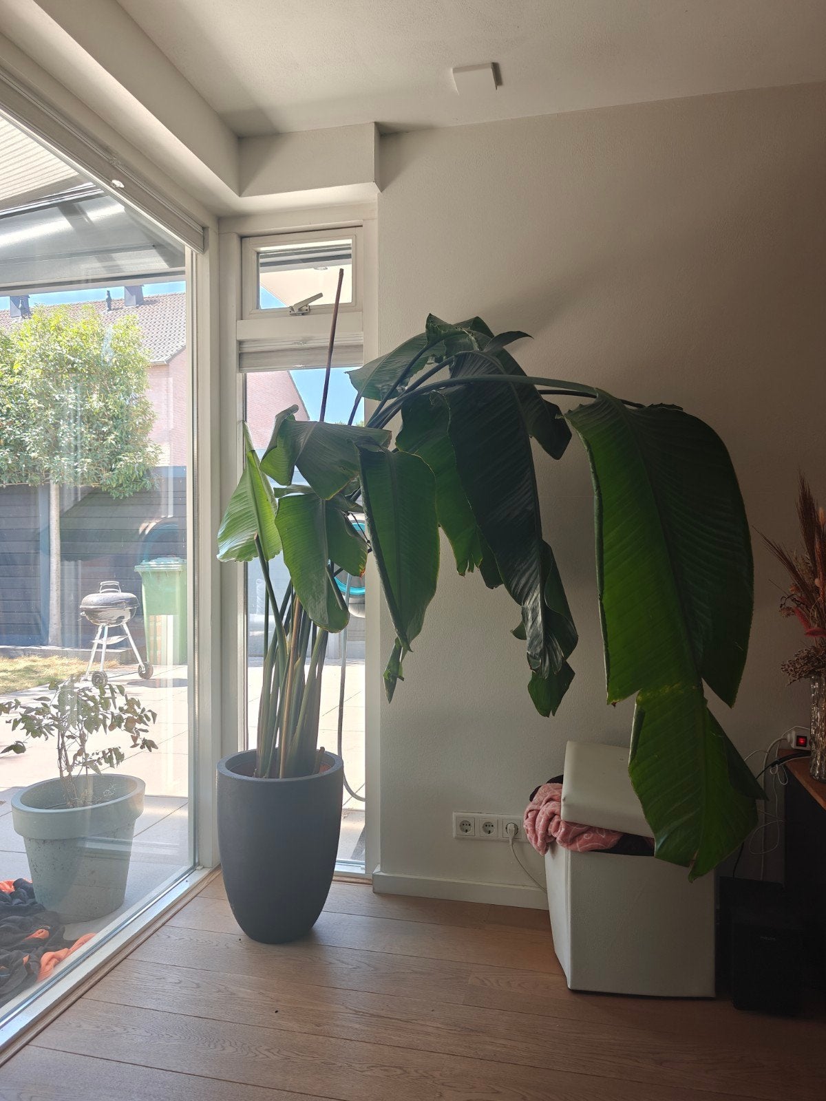 Grote Strelitzia Nicolai in Pot - Kamerplant, Ophalen, 200 cm of meer, Overige soorten, Halfschaduw