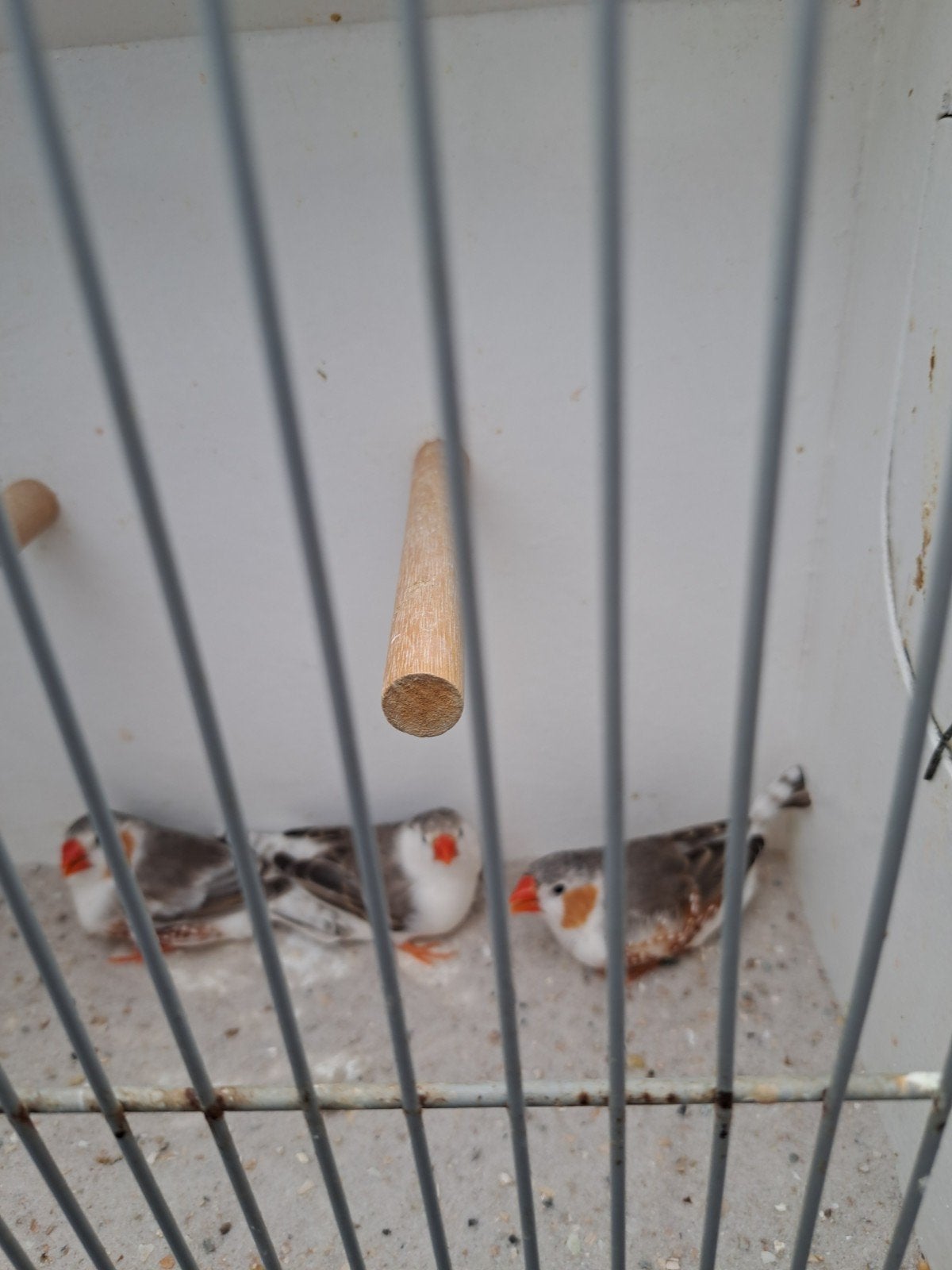 Te Koop jonge zebravinken, Meerdere dieren, Tropenvogel, Geringd