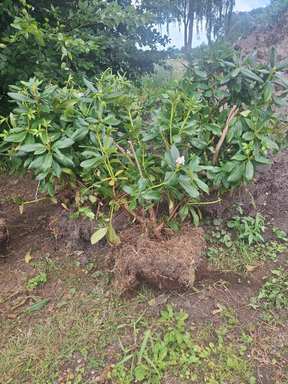 Rhododendron cunningham White, Tuin en Terras, Planten | Struiken en Hagen, Ophalen, Rhododendron, Minder dan 100 cm