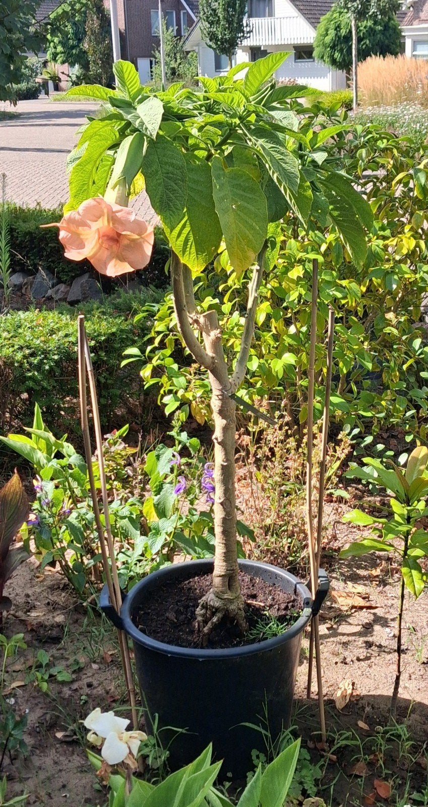 Brugmanisia Mini Rose, Ophalen, 100 tot 250 cm, Overige soorten, Zomer