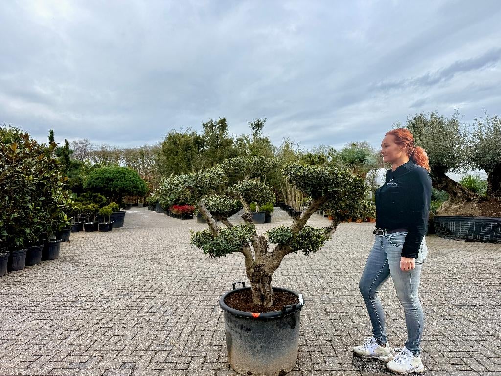 Olijfboom - Olea europaea pon pon te koop bij Palmexpert, Tuin en Terras, Planten | Bomen, Ophalen of Verzenden, 100 tot 250 cm