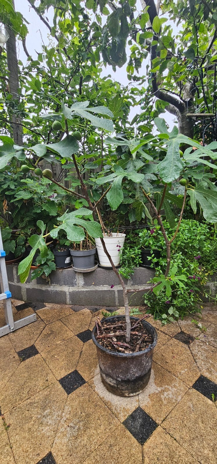 Vijgenboom Ronde de bordeaux €25, Bloeit niet, Overige soorten, 100 tot 250 cm, Ophalen