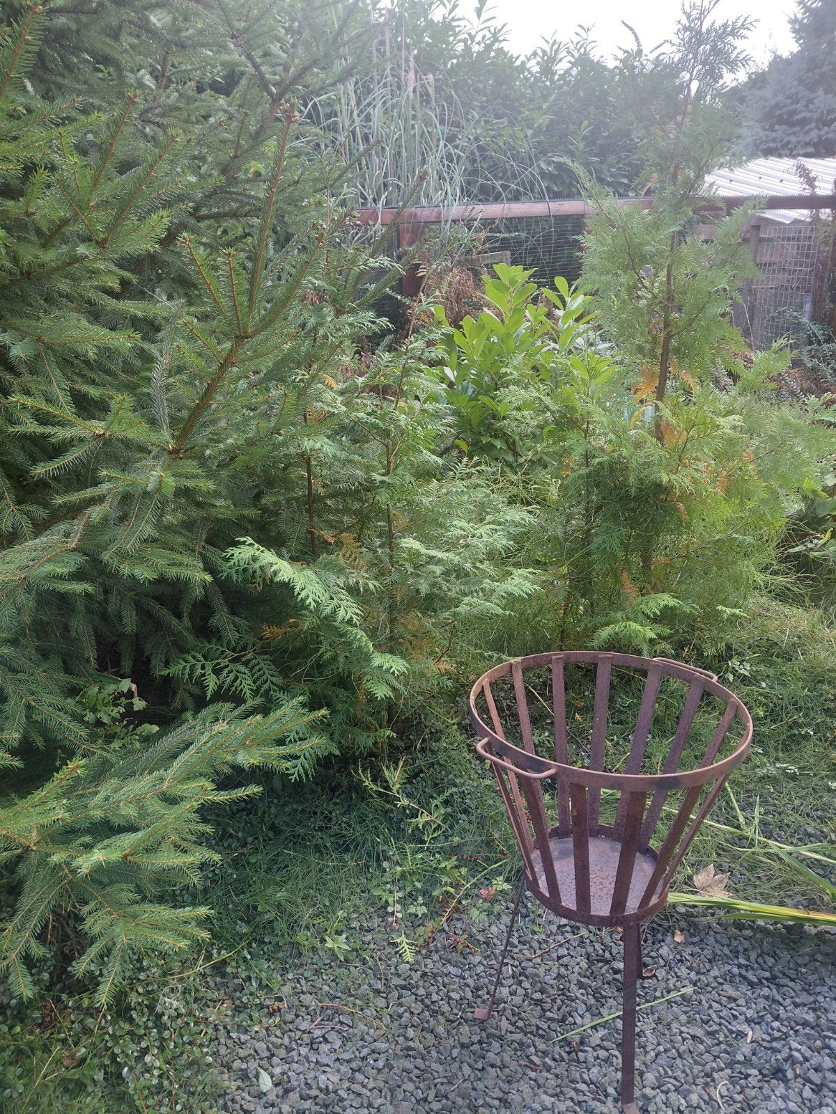 gratis Coniferen- ongeveer 2 meter hoog, Ophalen of Verzenden, Bloeit niet, Halfschaduw, Overige soorten